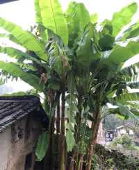 蒼南徐岙底古村落 | 避世桃源，人間值得。