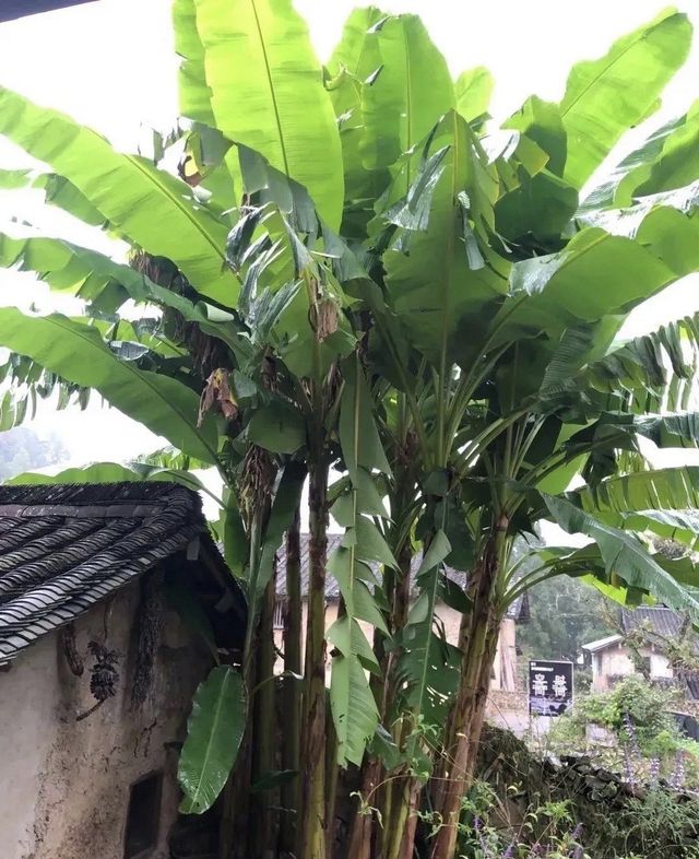 蒼南徐岙底古村落 | 避世桃源，人間值得。