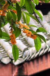 「香城」瀰漫桂花香。