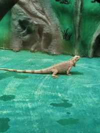 貴州｜森林野生動物園｜充滿自然魅力和野生動物奇觀的地方。
