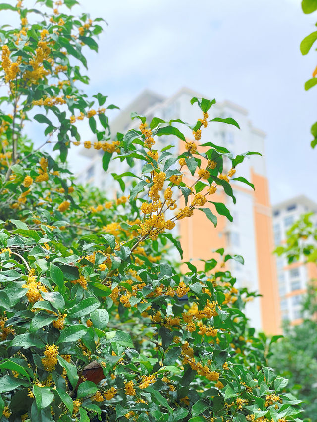 滿園桂雨！一起去尋覓那「桂花味」的秋天。