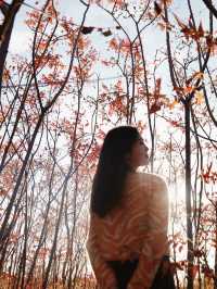 滿山紅遍日照金山紅葉谷太震撼了。