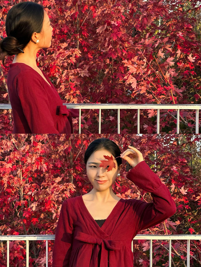 西安｜聽說雁南公園的楓葉都紅了。
