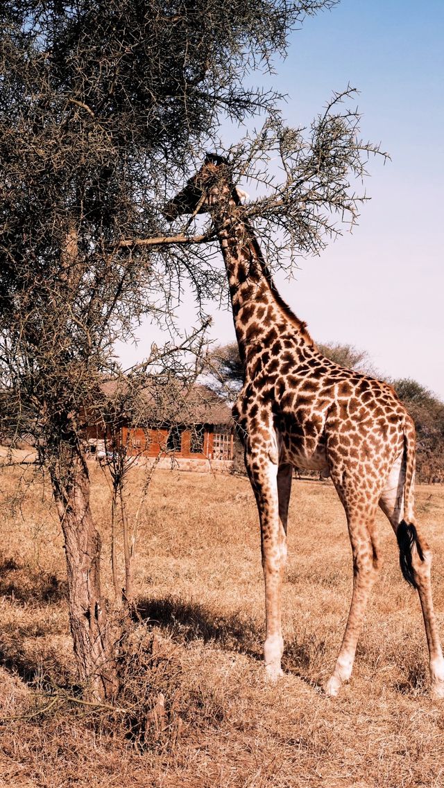 在拉努阿野生動物園，你能與自然親密接觸嗎。