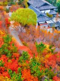 【山東高鐵站旁的隱秘賞秋地】。