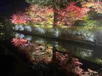 Kyoto Night Maple Viewing - Toji Temple is Stunning!