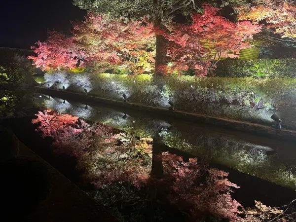 Kyoto Night Maple Viewing - Toji Temple is Stunning!