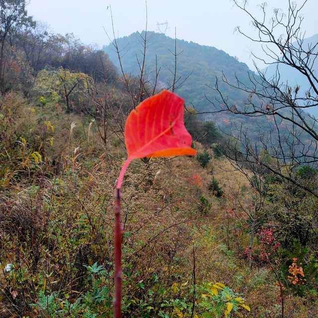 西安‖到木藤寨欣賞初冬的一抹紅葉。