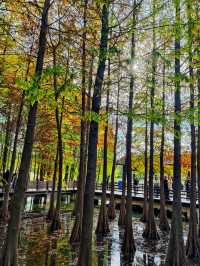 虎丘濕地公園探秘 | 水杉仙境究竟藏在哪？。