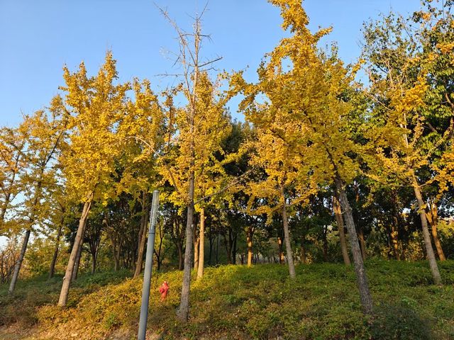 遊上海：桃浦中央綠地公園。