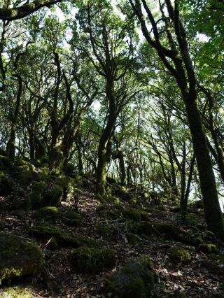 Sensing the earth's down, exchanging bodies with the forest｜Ailao Mountain