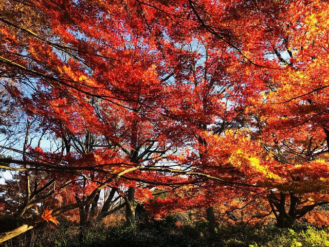 東京楓葉太好看了