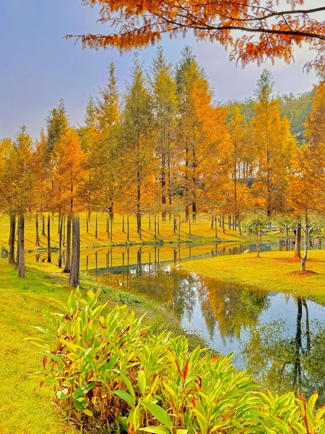 我宣布！這裡是武漢秋天最美的公園！