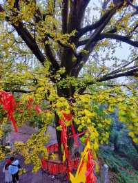 岳麓山12月賞秋指南