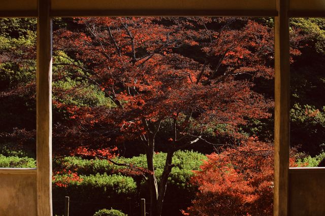 宇治|三室戶寺