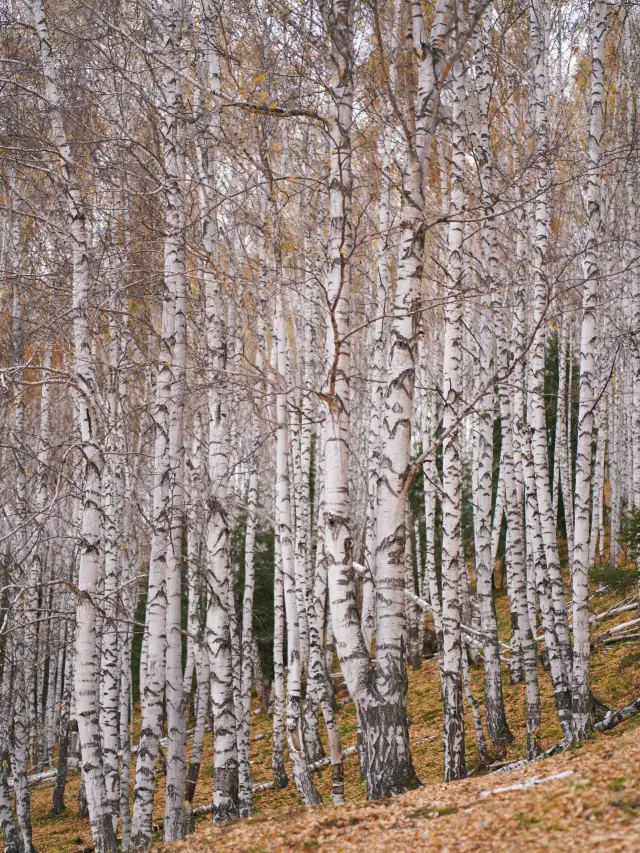 Top 8-day itinerary for Altay-Karamay for New Year's Day