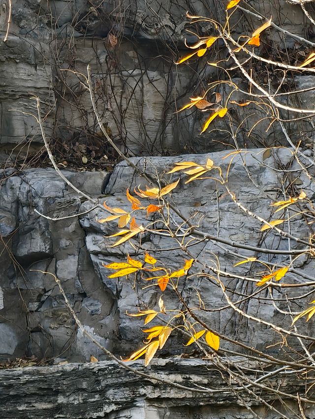 探天津北寧公園秋之美：秋的終極棲息之所