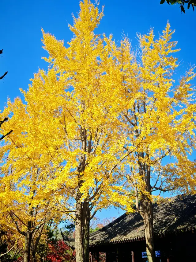 5-Day Shanghai-Suzhou-Hangzhou Tour | Super Detailed Guide You Can't Miss