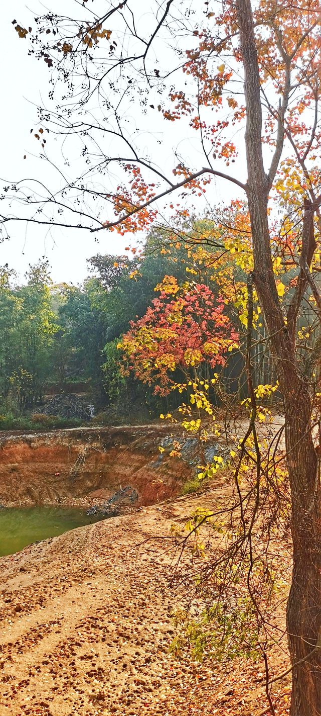 解鎖斜溪村紅樹林，感受自然的原始魅力