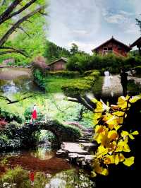 妥樂銀杏村，金色童話世界