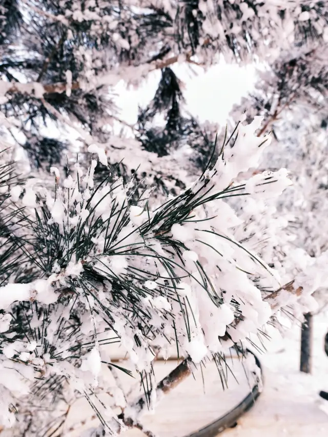 Harbin Travel | 2025 Songhua River Ice and Snow Carnival