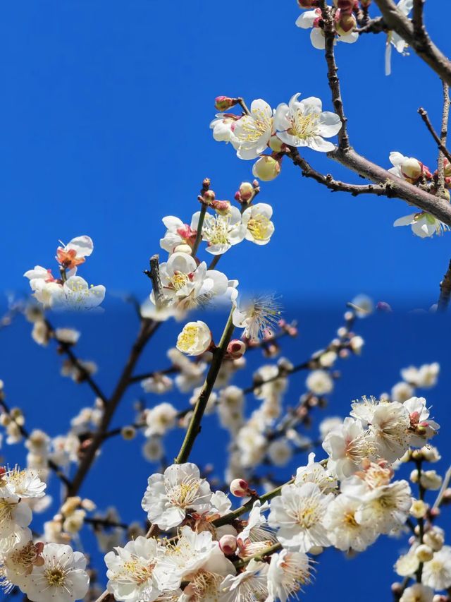 上有天堂！下有蘇杭—蘇州兩日遊攻略
