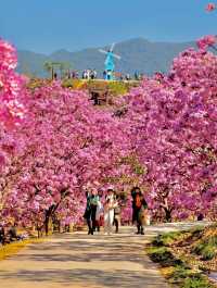 江門綠美生態園🌸 广东紫花風鈴木盛開，冬日如春！