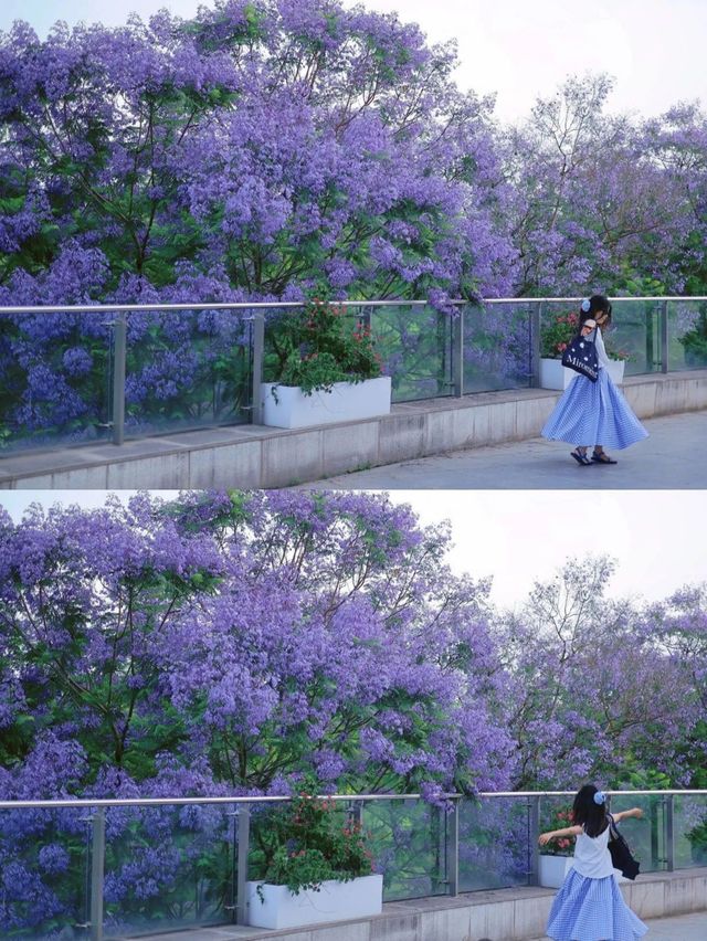 成都！藍花楹浪漫來襲！錯過等一年合集攻略