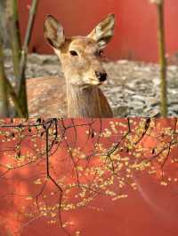 明孝陵賞梅