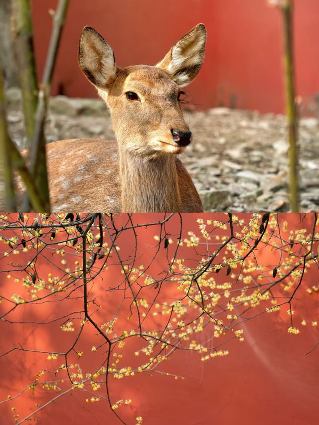 明孝陵賞梅
