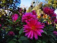 哈利法克斯 Day 1 公眾花園 Public Garden