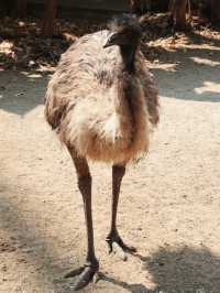 廣州動物園｜與萌寵近距離互動，開啟奇妙之旅