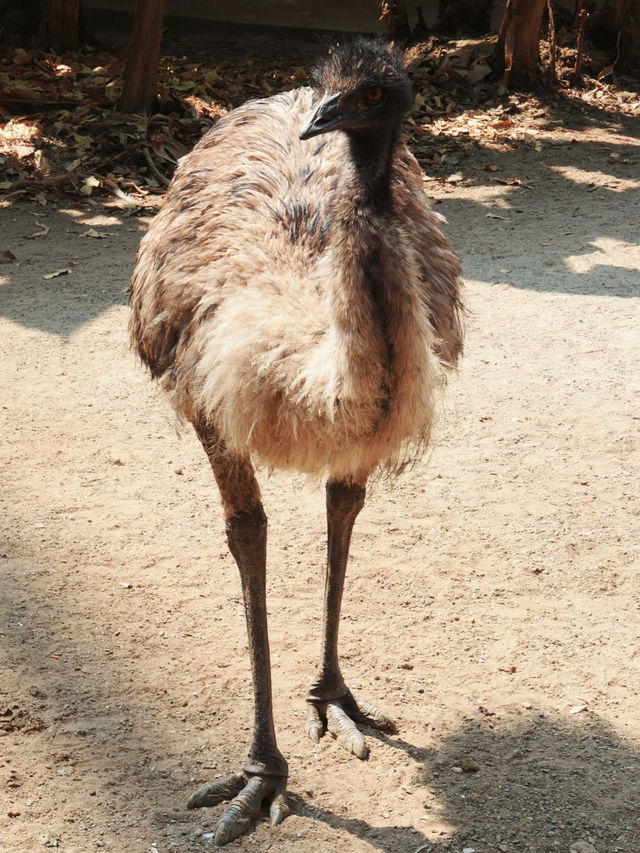 廣州動物園｜與萌寵近距離互動，開啟奇妙之旅