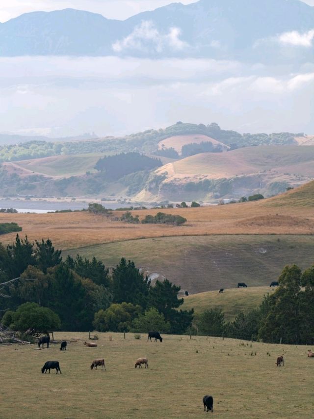 Kaikoura：Heaven for whale-watching