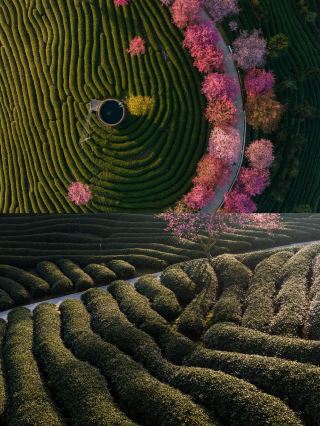 Don't go to Japan! The sea of flowers in Longyan, Fujian is even more beautiful.