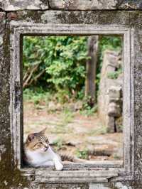 貓語猿聲：猴硐貓村的溫暖時光