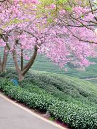 永福櫻花秘境國家地理認證的春日天花板