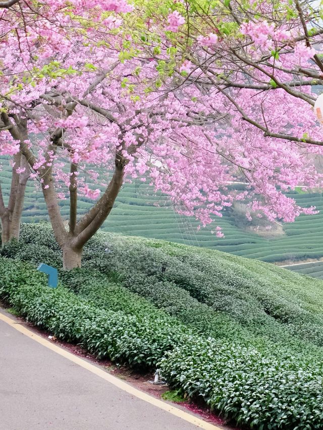 永福櫻花秘境國家地理認證的春日天花板