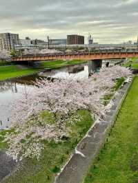 藏在東京的櫻花秘境🌸小松川