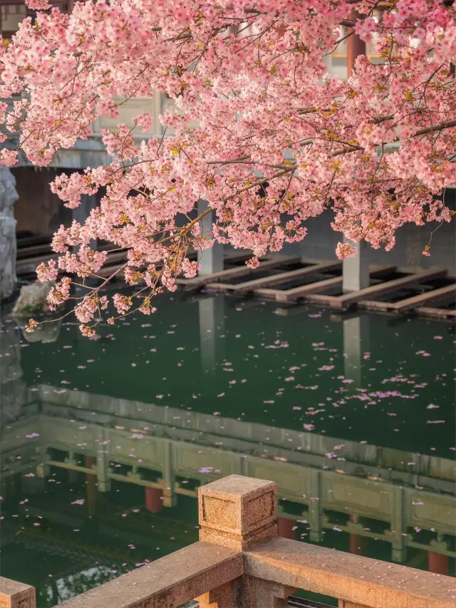 武漢桜園｜3月6日に正式オープンが発表されました。