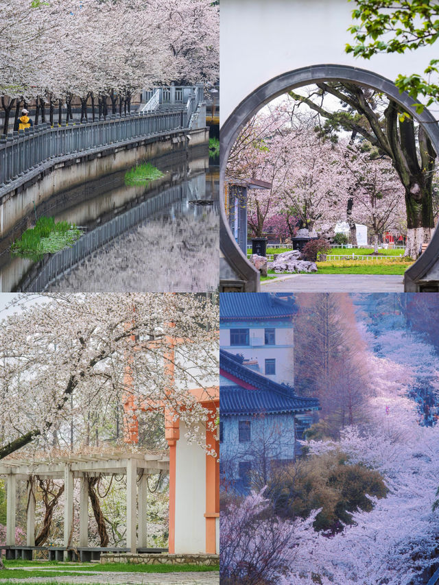 南京的春天是一萬次的春和景明