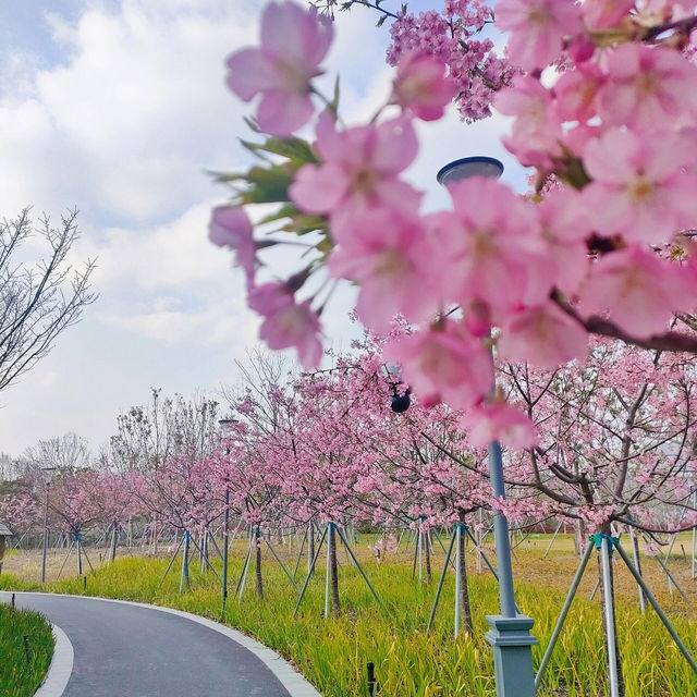 🌸“櫻”你而來，一路生花 3.6世博文化公園