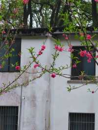 桂林近郊踏青賞花的好去處
