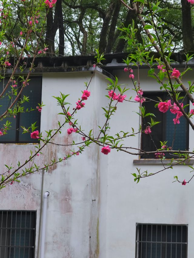 桂林近郊踏青賞花的好去處