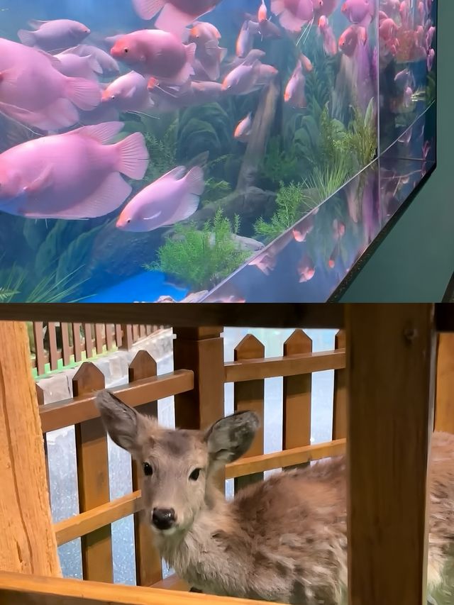 為了這張照片來了一次德州海洋館...