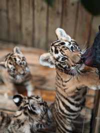 野生動物會咬人？NO！是會萌的沒邊