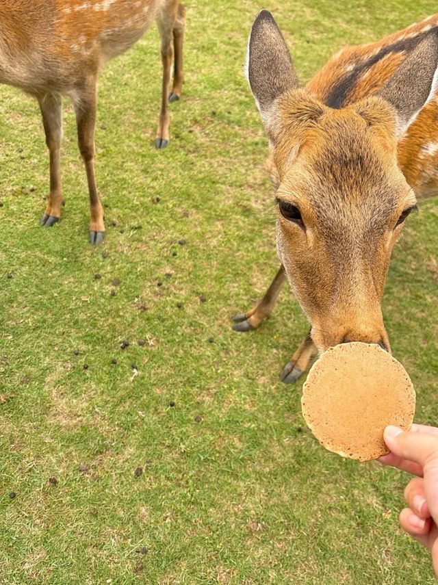 奈良公園的櫻花實在太適合3月來欣賞了！