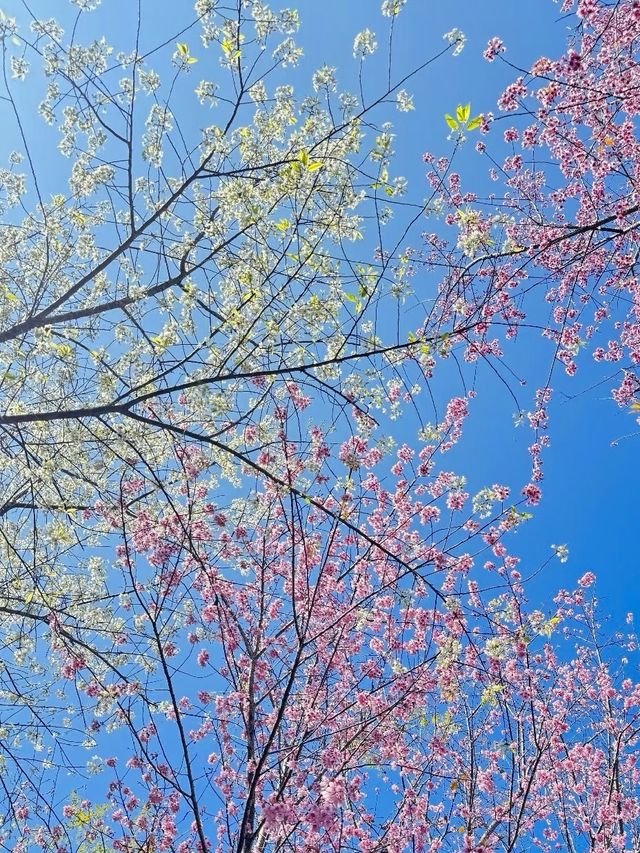 昆明春日限定櫻花盛宴！錯過等一年