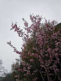 桂林南溪山公園早櫻開花了，最主要是不用門票