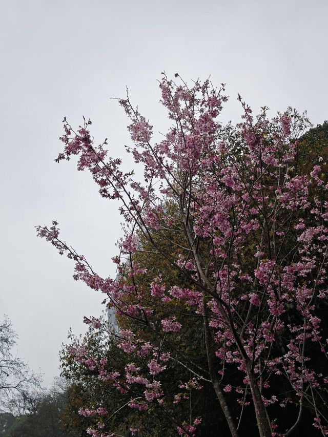 桂林南溪山公園早櫻開花了，最主要是不用門票